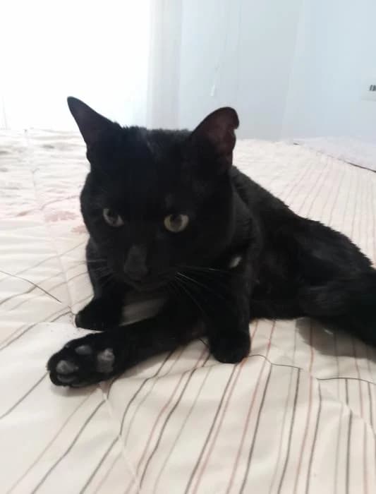 Lolo 8* (caso externo), male 4yo European Shorthair for adoption at Protectora del Baix Llobregat