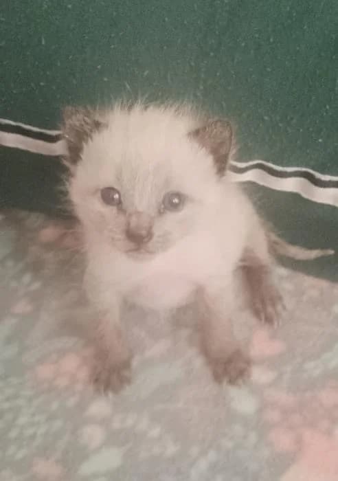 Lemmy, male puppy Mixed Breed for adoption at Protectora del Baix Llobregat