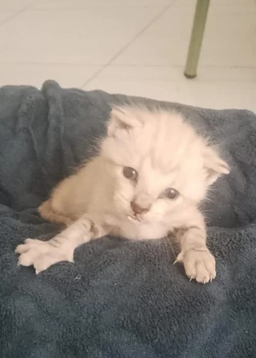 Bowie 2, male puppy European Shorthair for adoption at Protectora del Baix Llobregat