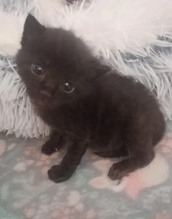 Radon, male puppy European Shorthair for adoption at Protectora del Baix Llobregat