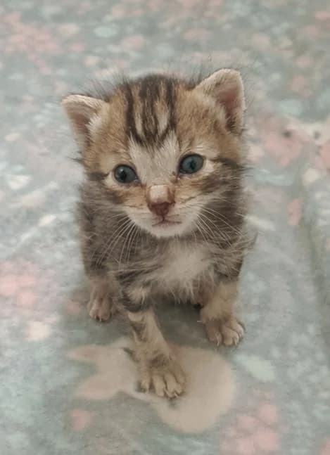 Narciso, male puppy European Shorthair for adoption at Protectora del Baix Llobregat