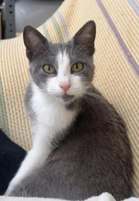 Fe* (caso externo), female puppy European Shorthair for adoption at Protectora del Baix Llobregat