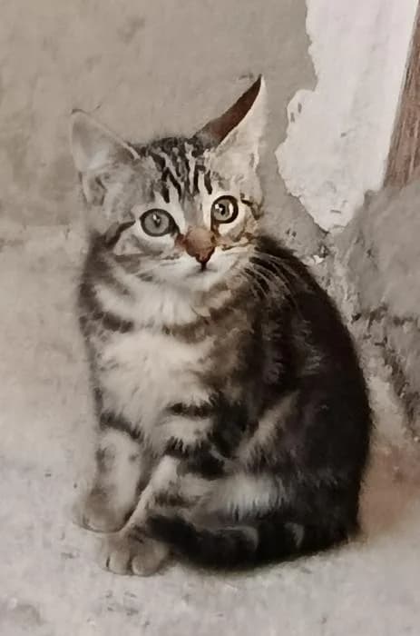 Mulán 2, female puppy European Shorthair for adoption at Protectora del Baix Llobregat
