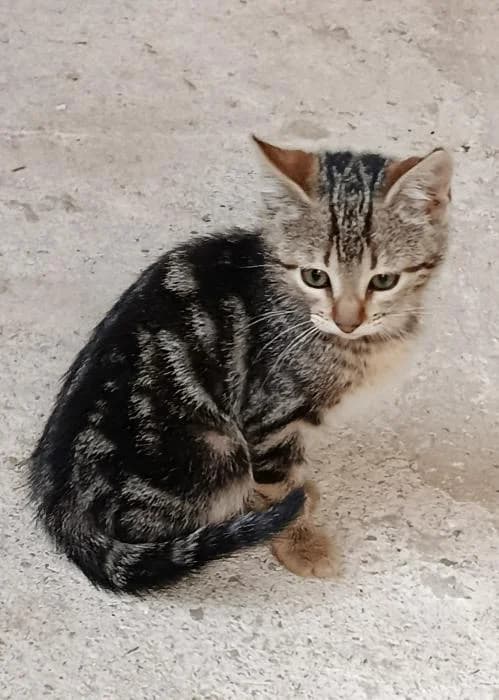 Anna 2, female puppy European Shorthair for adoption at Protectora del Baix Llobregat