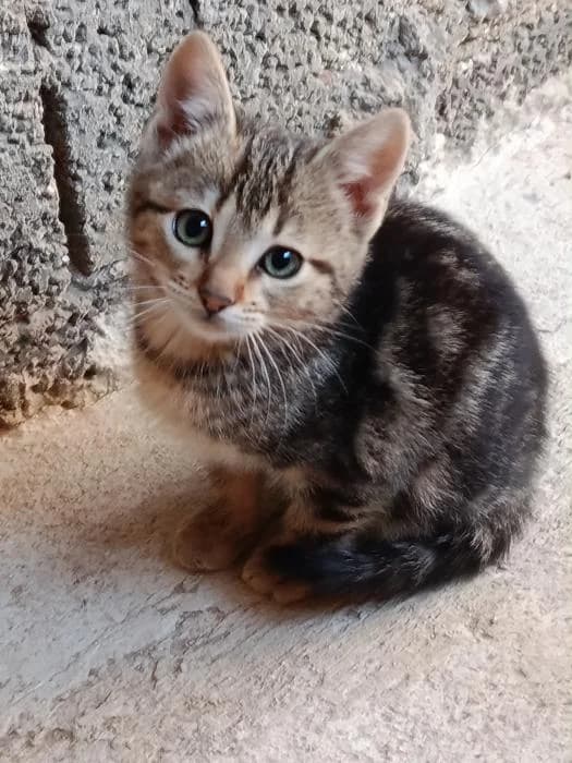 Raya 3, female puppy European Shorthair for adoption at Protectora del Baix Llobregat
