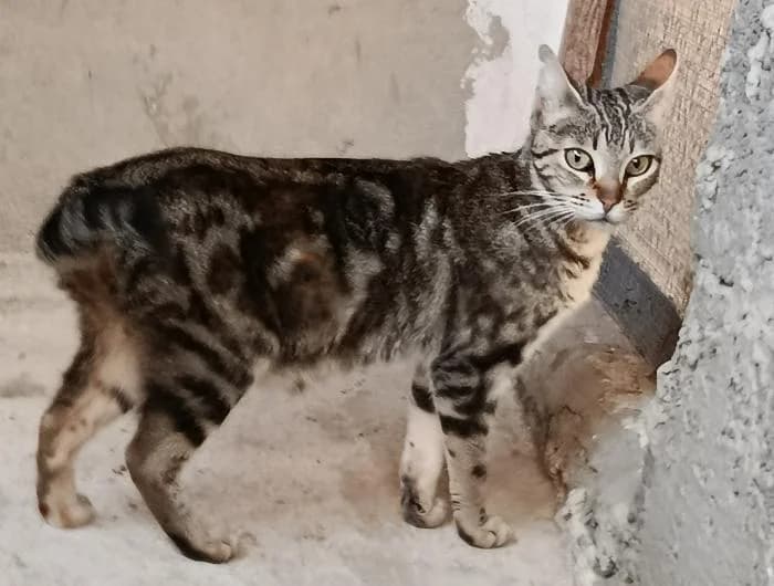 Nana 2, female young European Shorthair for adoption at Protectora del Baix Llobregat