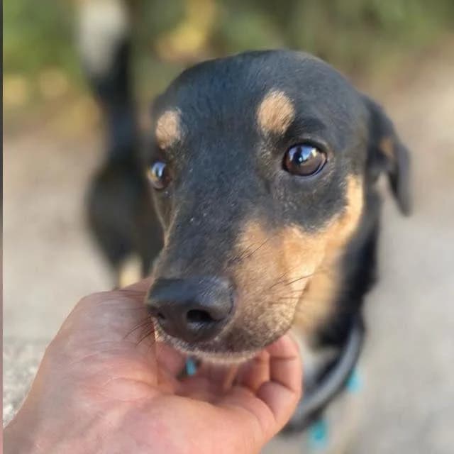 Iggy* (caso externo), male 4yo Mixed Breed for adoption at Protectora del Baix Llobregat