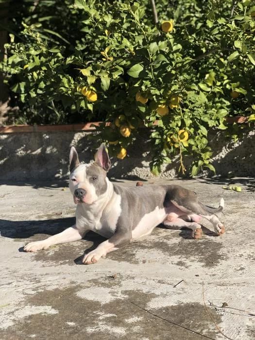 Ragnar 2* (caso externo), male senior Pit Bull Terrier for adoption at Protectora del Baix Llobregat