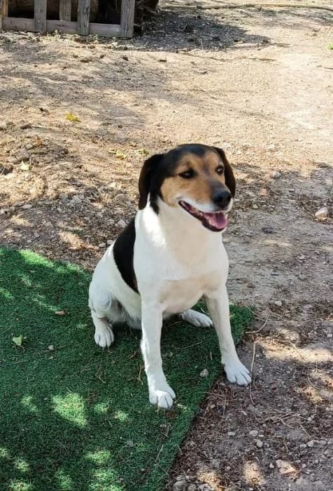 Manchitas 3* (externo), male 5yo Mixed Breed for adoption at Protectora del Baix Llobregat