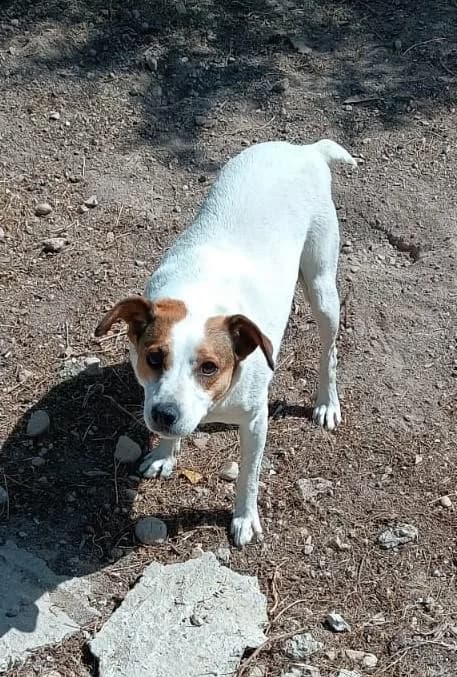 Luna 27* (caso externo), female 5yo Mixed Breed for adoption at Protectora del Baix Llobregat