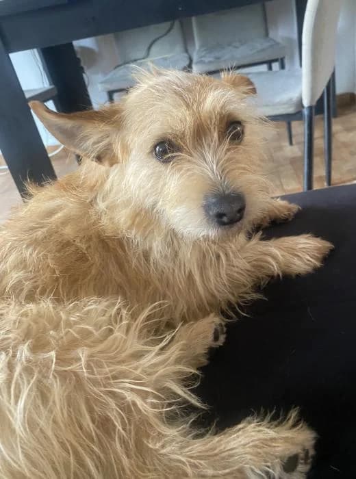 Milo 4* (caso externo), male young Mixed Breed for adoption at Protectora del Baix Llobregat