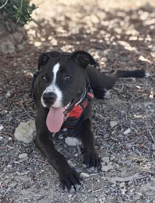 Sanam* (caso externo), female puppy Mixed Breed for adoption at Protectora del Baix Llobregat