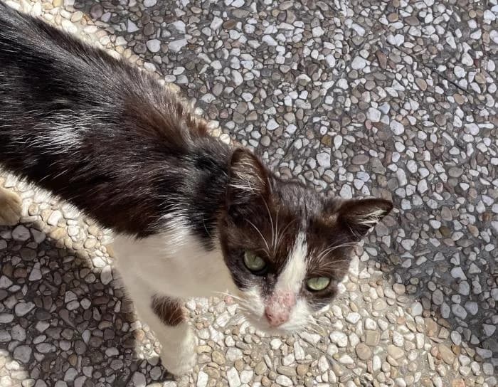 Trello* (caso externo), male young European Shorthair for adoption at Protectora del Baix Llobregat