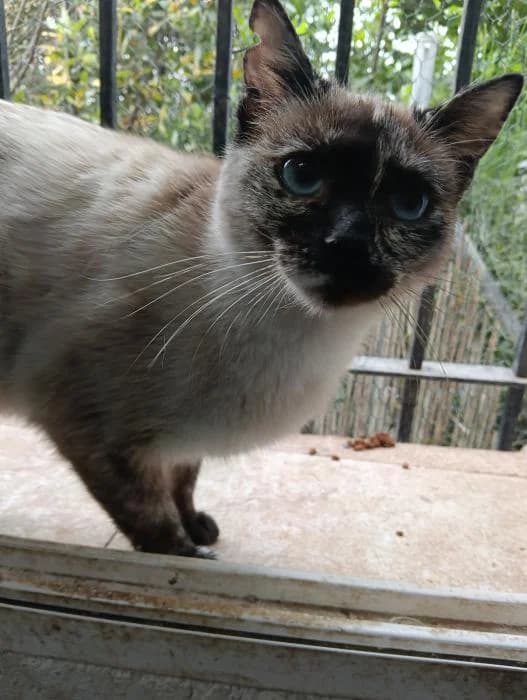 Luna 17, female young Mixed Breed for adoption at Protectora del Baix Llobregat