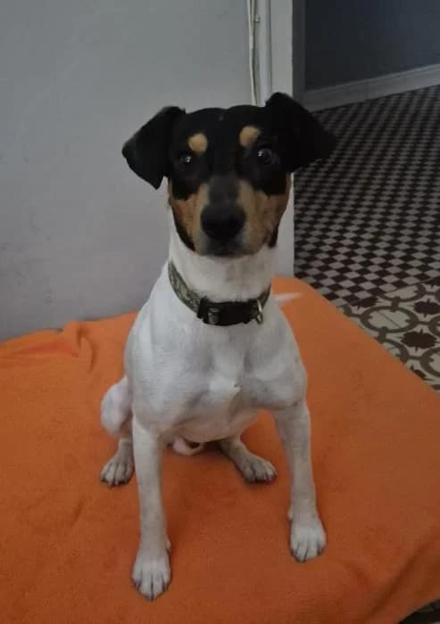 Luffy* (caso externo), male young Mixed Breed for adoption at Protectora del Baix Llobregat