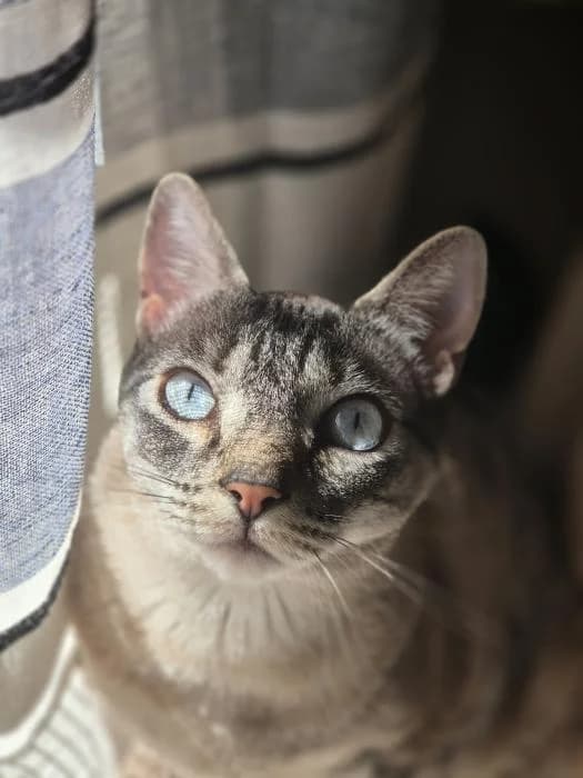 Shrek* (caso externo), male 5yo European Shorthair for adoption at Protectora del Baix Llobregat