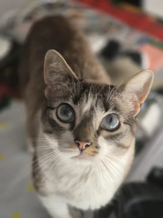 Fiona 3* (caso externo), female 5yo European Shorthair for adoption at Protectora del Baix Llobregat