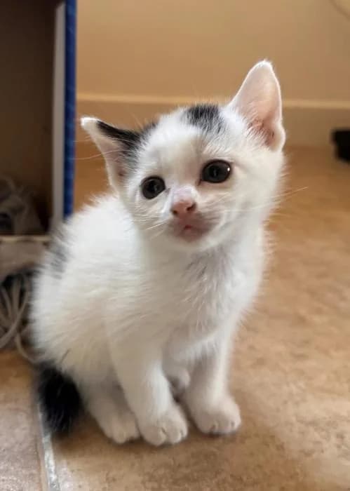 Koko* (caso externo), male puppy European Shorthair for adoption at Protectora del Baix Llobregat