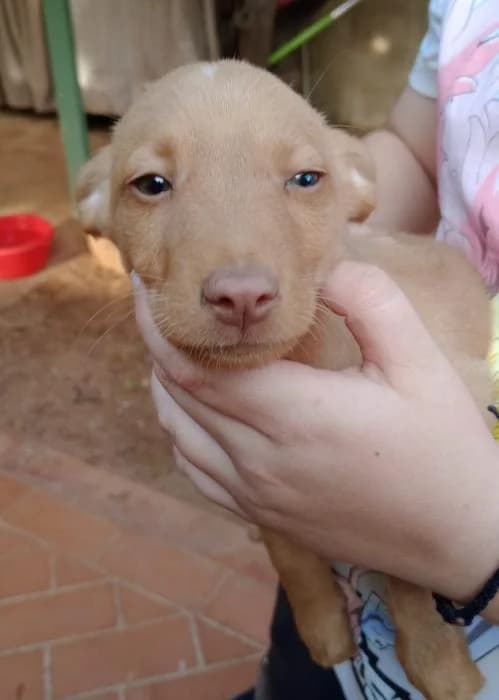 Raisa* (caso externo), Mixed Breed (Protectora del Baix Llobregat)