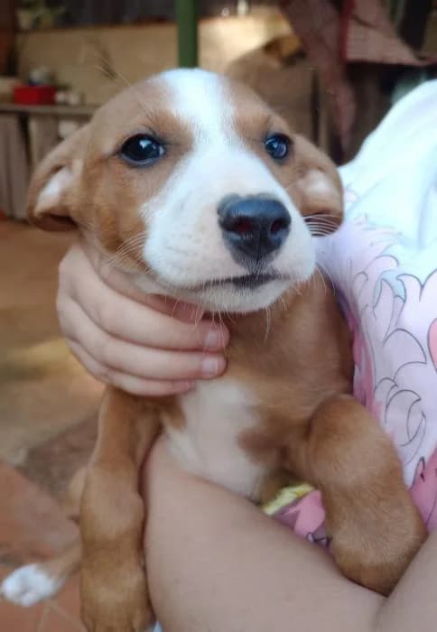 Iris* (caso externo), Mixed Breed (Protectora del Baix Llobregat)