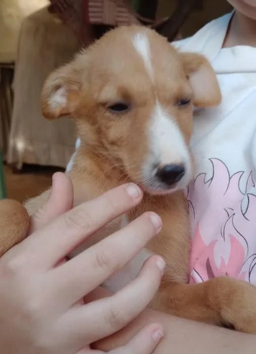Linda 11* (caso externo), female puppy Mixed Breed for adoption at Protectora del Baix Llobregat