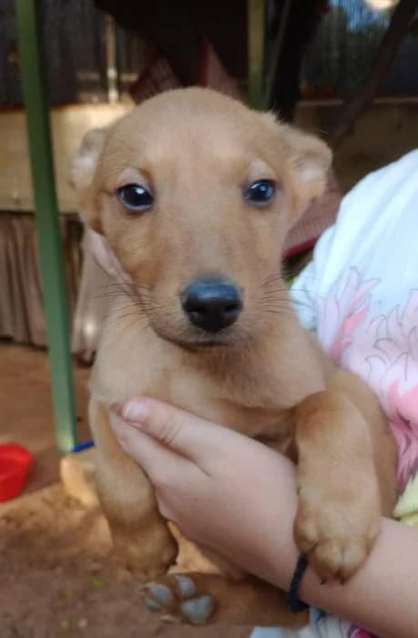 Guapo 3* (caso externo), Mixed Breed (Protectora del Baix Llobregat)