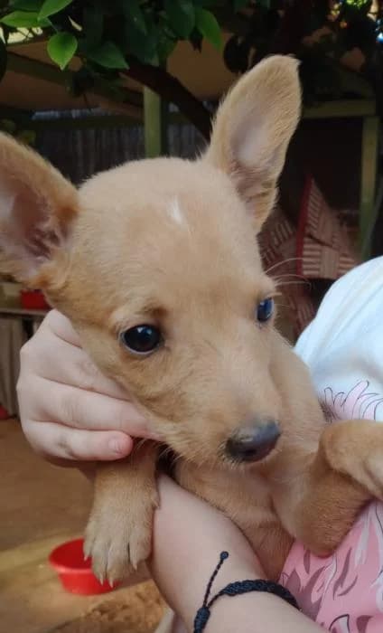 Xuku* (caso externo), female puppy Mixed Breed for adoption at Protectora del Baix Llobregat