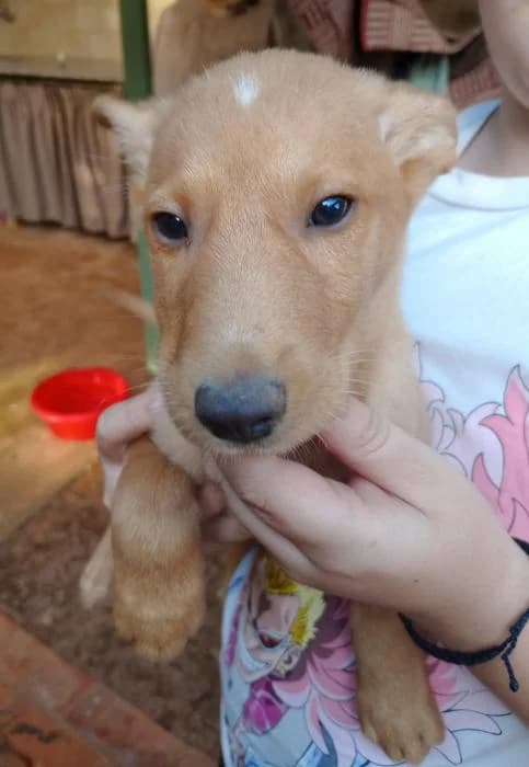 Tarzán 3* (caso externo), Mixed Breed (Protectora del Baix Llobregat)