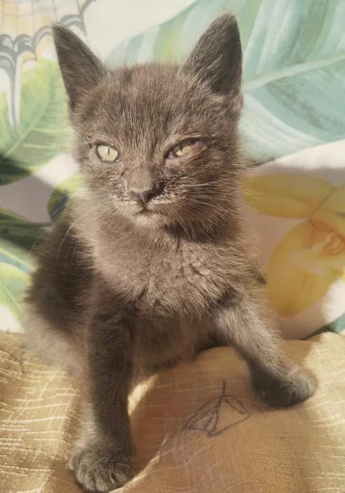 Adol* (caso externo), male puppy European Shorthair for adoption at Protectora del Baix Llobregat