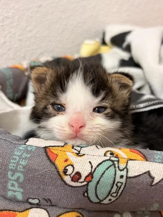 Sugar 2, male puppy European Shorthair for adoption at Protectora del Baix Llobregat
