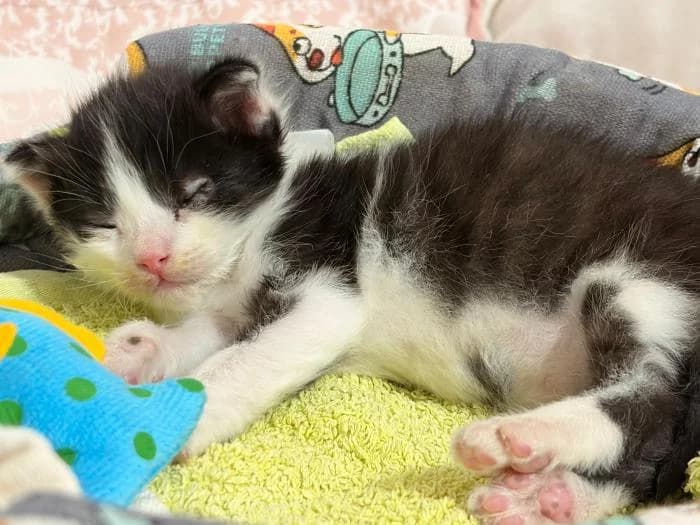 Luca 2, male puppy European Shorthair for adoption at Protectora del Baix Llobregat