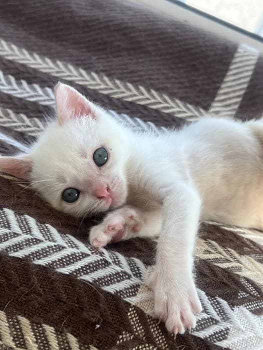 Olimpo, male puppy European Shorthair for adoption at Protectora del Baix Llobregat