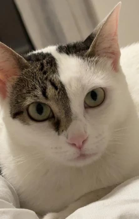 Riri* (caso externo), female young European Shorthair for adoption at Protectora del Baix Llobregat