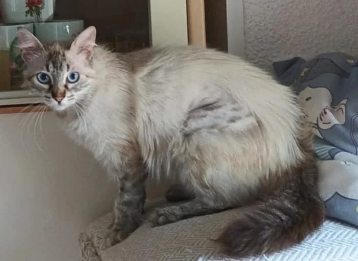 Dayana* (caso externo), female young European Shorthair for adoption at Protectora del Baix Llobregat