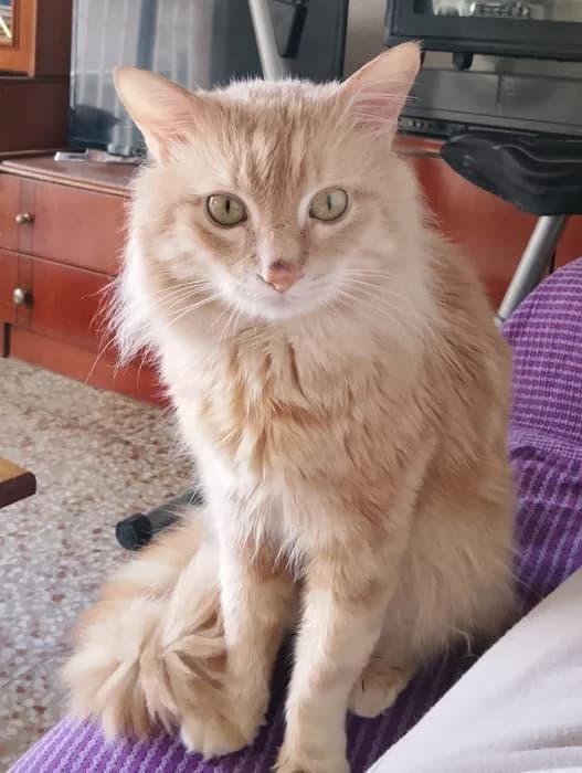 Vito* (caso externo), male 5yo European Shorthair for adoption at Protectora del Baix Llobregat