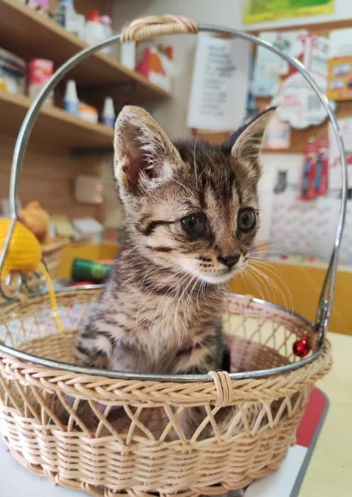 Pulgarcita* -caso externo, female puppy European Shorthair for adoption at Protectora del Baix Llobregat