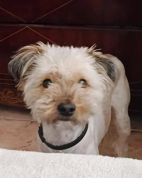 Xulo* (caso externo), male 3yo Mixed Breed for adoption at Protectora del Baix Llobregat