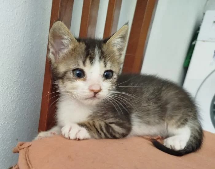 Gabi* (caso externo), male puppy European Shorthair for adoption at Protectora del Baix Llobregat