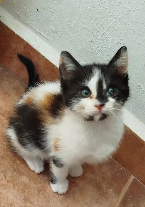 Liria* (caso externo), female puppy European Shorthair for adoption at Protectora del Baix Llobregat