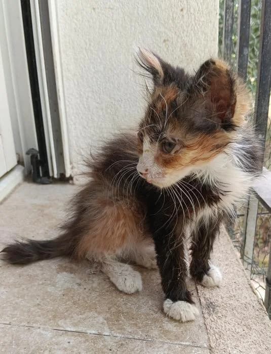 Nube 4* (caso externo), female puppy European Shorthair for adoption at Protectora del Baix Llobregat