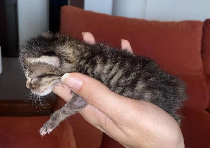 Pogo* (caso externo), male European Shorthair for adoption at Protectora del Baix Llobregat