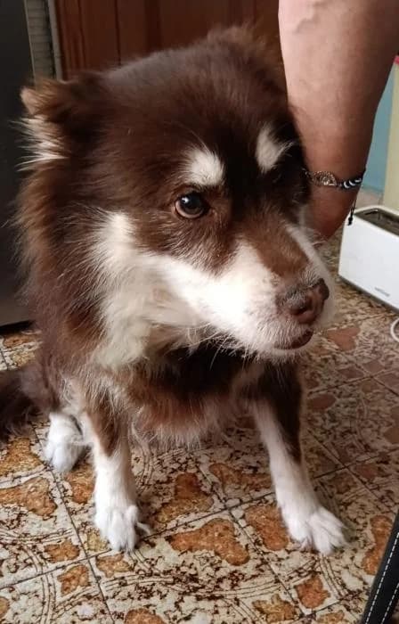 Mayra 2* (caso externo), female senior Mixed Breed for adoption at Protectora del Baix Llobregat