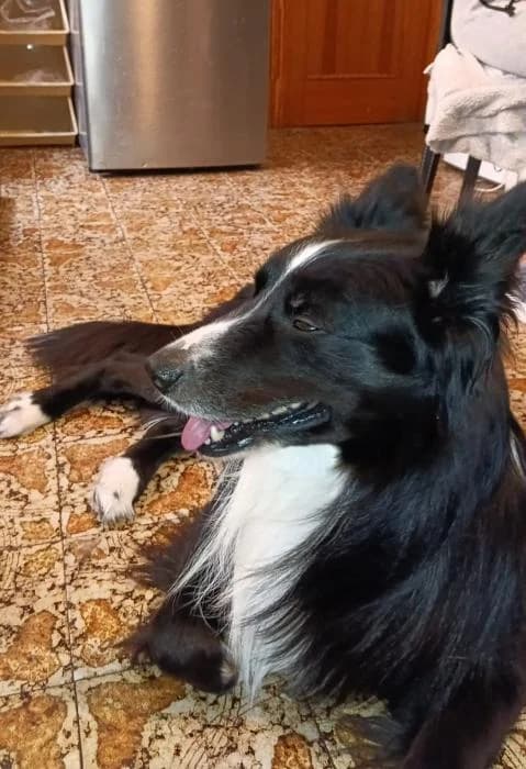 Rex 2* (caso externo), male 4yo Mixed Breed for adoption at Protectora del Baix Llobregat