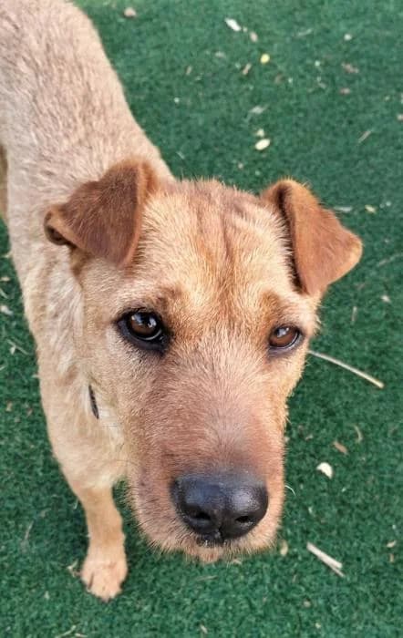 Verti* (caso externo), female young Mixed Breed for adoption at Protectora del Baix Llobregat