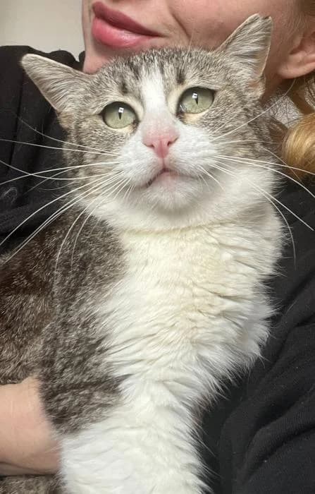 Marly* (caso externo), female 4yo European Shorthair for adoption at Protectora del Baix Llobregat