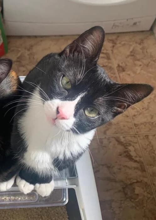 Clooney* (caso externo), male young European Shorthair for adoption at Protectora del Baix Llobregat
