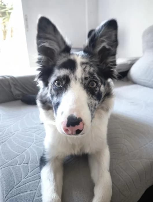 Kira 25* (caso externo), female puppy Border Collie for adoption at Protectora del Baix Llobregat