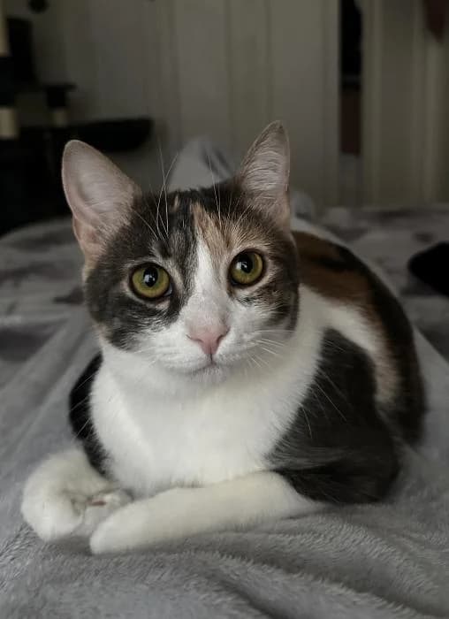 Wanda 2* (caso externo), female young European Shorthair for adoption at Protectora del Baix Llobregat