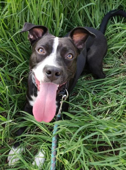 Ares 10* (caso externo), male 4yo Mixed Breed for adoption at Protectora del Baix Llobregat