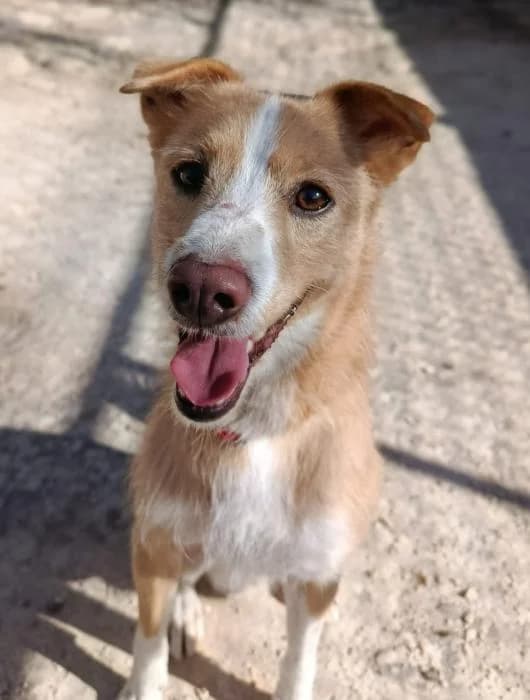 Lenin* (caso externo), male 6yo Mixed Breed for adoption at Protectora del Baix Llobregat